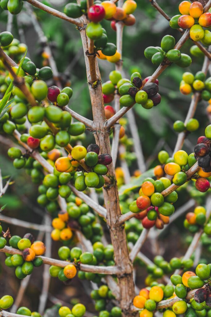 Costa Rica, Monteverde