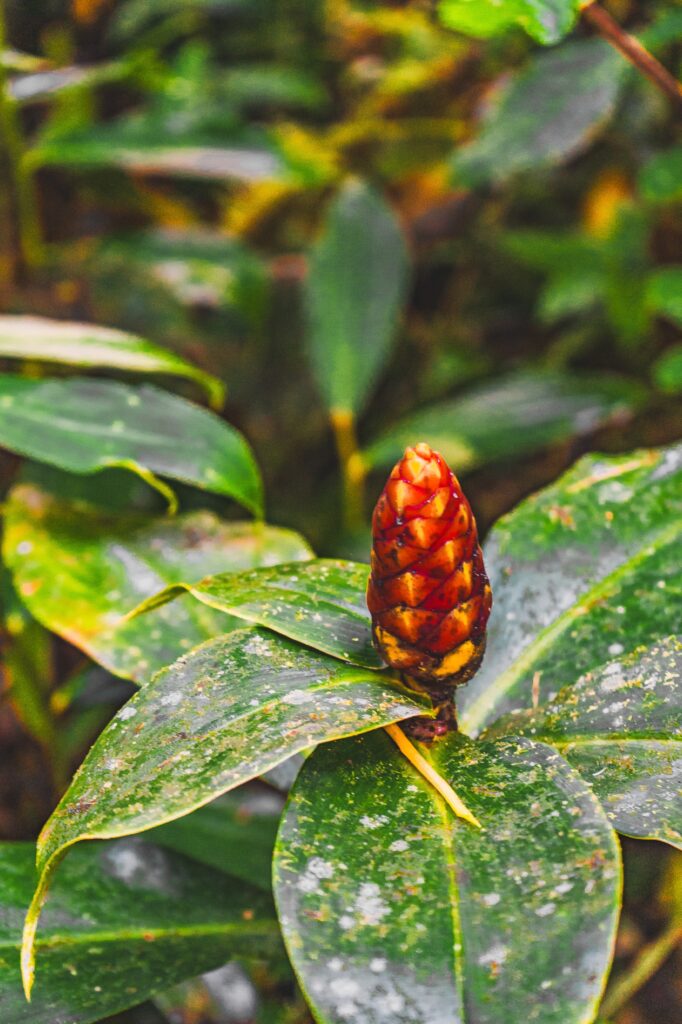 Costa Rica, Monteverde