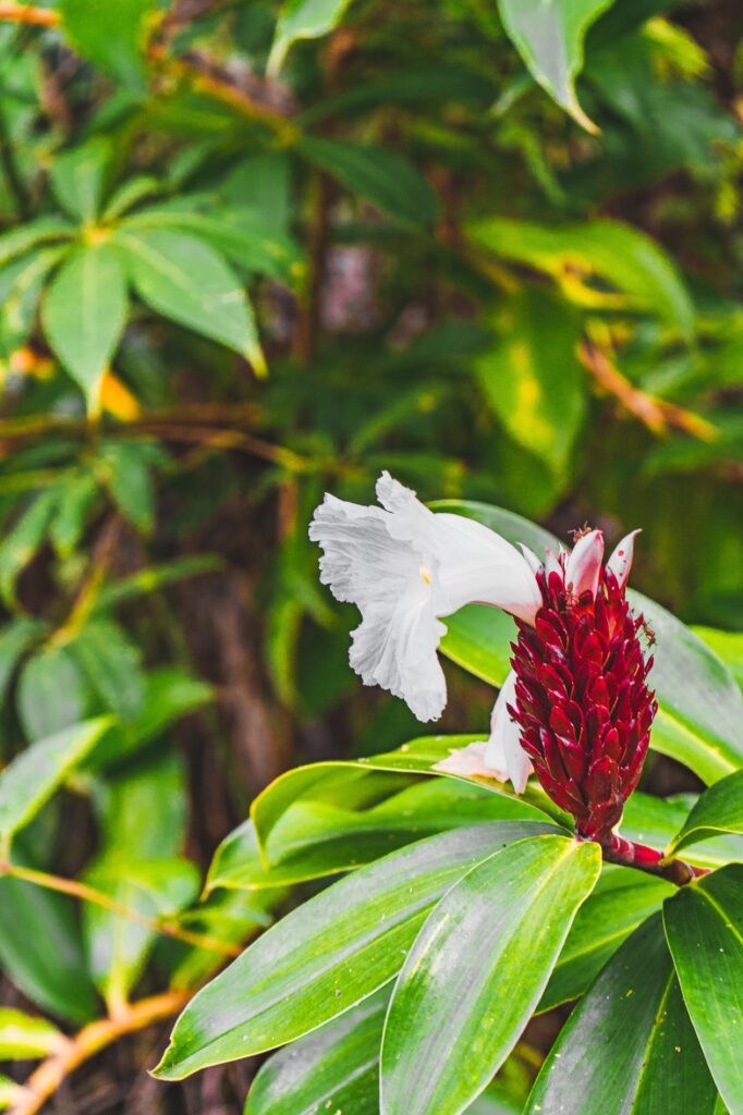 Costa Rica, Paquera