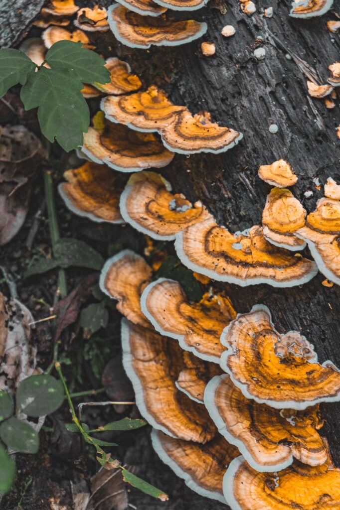 Costa Rica, Paquera