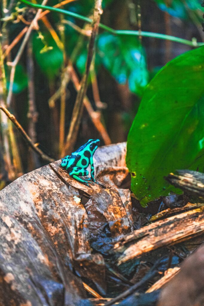 Costa Rica, Puerto Viejo