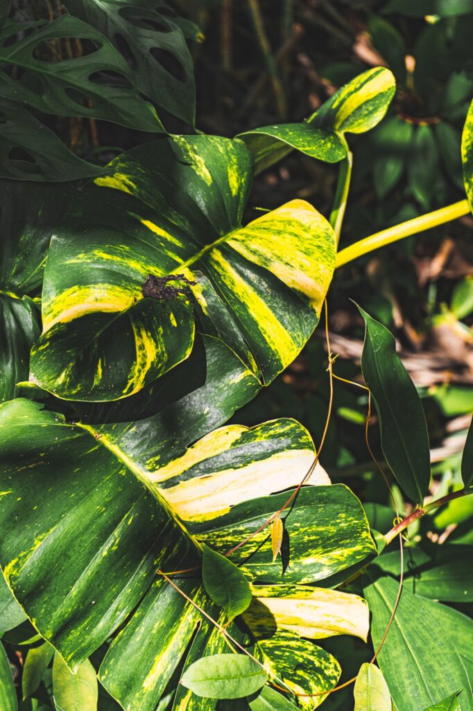 Costa Rica, Sámara