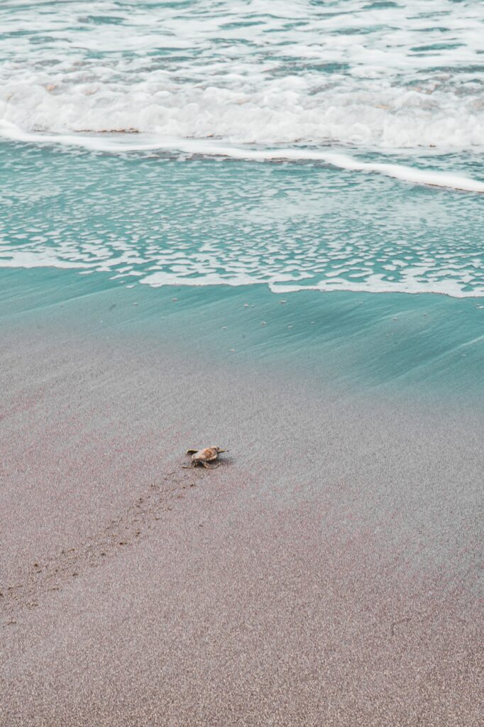 Costa Rica, Tortuguero