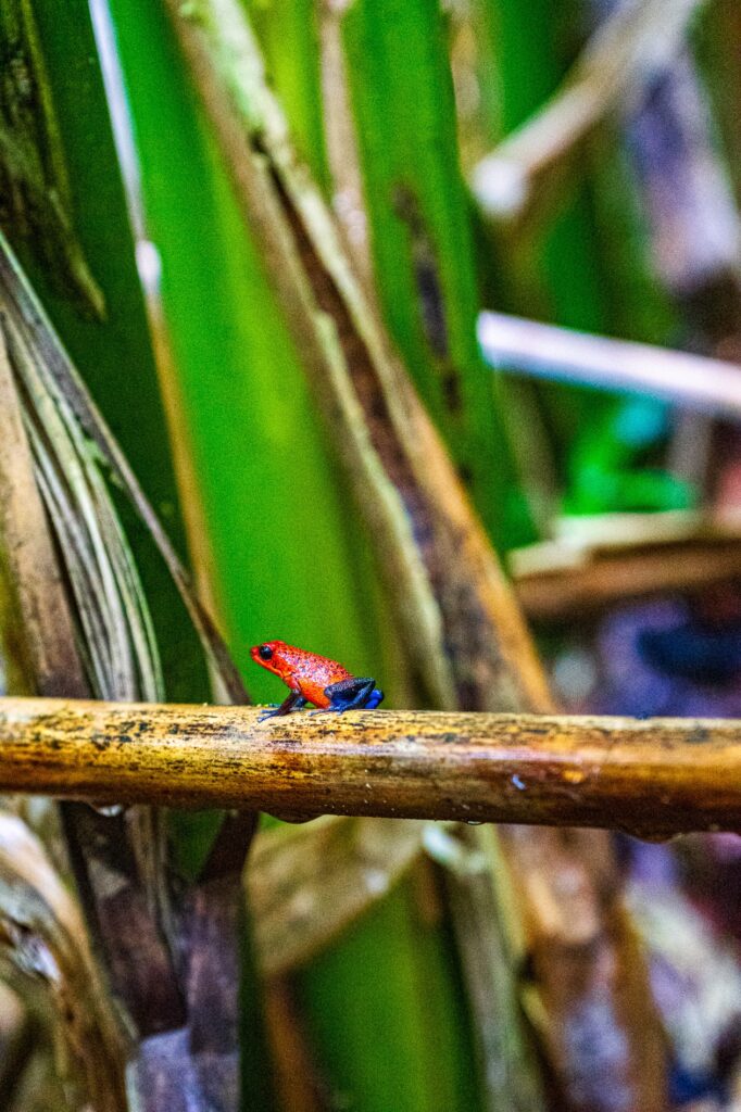 Costa Rica, Tortuguero